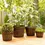 , Containers & Pots - Trademart.pk