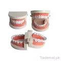 Standard Teeth Teaching Model for Kids Dental Study, Medical & Health - Trademart.pk