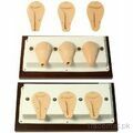 Artificial Abortion Simulated Uterus (soft), Gynaecology - Trademart.pk