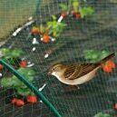, Anti-bird Netting - Trademart.pk