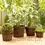 , Containers & Pots - Trademart.pk