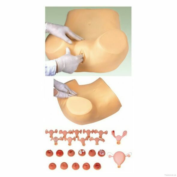 Gynecological Training Simulator (soft), Gynaecology - Trademart.pk